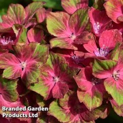 Front Page -Van Meuwen GLAMROCKHYD KB7739 A