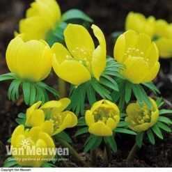 Spring Bulbs In The Green Collection -Van Meuwen GREE V59885P C