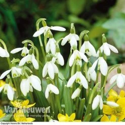 Spring Bulbs In The Green Collection -Van Meuwen GREE V59885P D