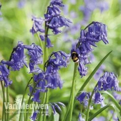 Spring Bulbs In The Green Collection -Van Meuwen GREE V59885P E