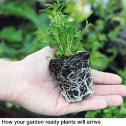 Nurseryman’s Choice Summer Favourites -Van Meuwen Garden Ready template