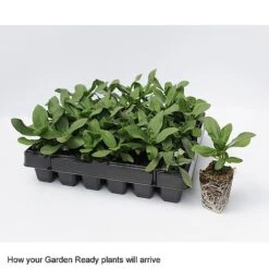 Wallflower 'Sugar Rush' Mix -Van Meuwen GardenReadyArrive2