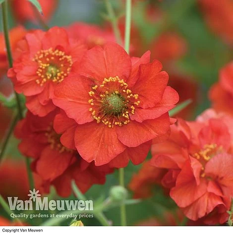 Geum 'Blazing Sunset' 1 Geum 'Blazing Sunset'