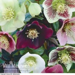 Hellebore X Hybridus 'Mixed' (Lenten Rose) -Van Meuwen HELL 61223 B1