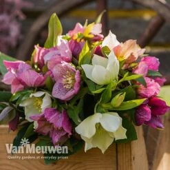 Hellebore X Hybridus 'Mixed' (Lenten Rose) -Van Meuwen HELL 61223 D