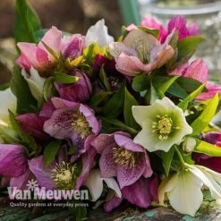 Hellebore X Hybridus 'Mixed' (Lenten Rose) -Van Meuwen HELL 61223 E