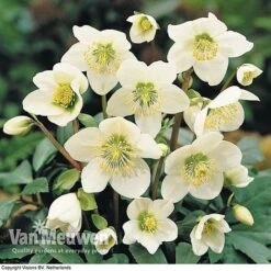 Hellebore 'Christmas Rose' -Van Meuwen HELL 68165 B