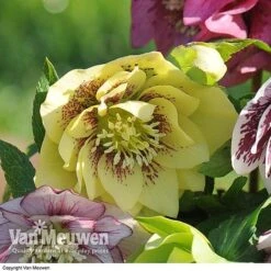 Hellebore 'Breeder's Mix' -Van Meuwen HELL V78559 C