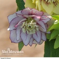 Hellebore 'Breeder's Mix' -Van Meuwen HELL V78559 D