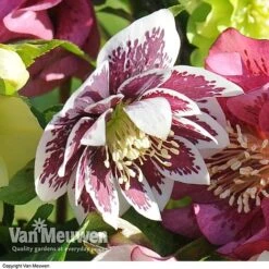 Hellebore 'Breeder's Mix' -Van Meuwen HELL V78559 E