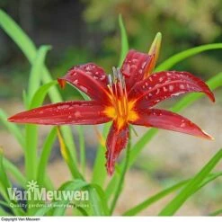 Daylily 'Crimson Pirate' -Van Meuwen HEME V59612 C