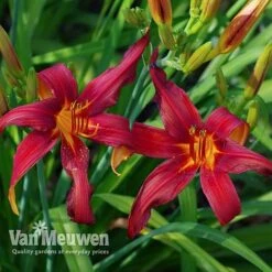 Daylily 'Crimson Pirate' -Van Meuwen HEME V59612 D