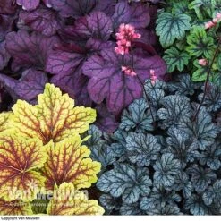 Heuchera 'Mosaic' -Van Meuwen HEUC V58448 F