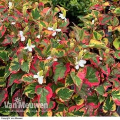 Houttuynia Cordata 'Chameleon' -Van Meuwen HOUT V59309 E