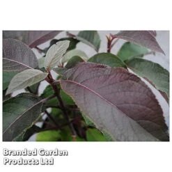 Hydrangea Aspera 'Hot Chocolate' 7 Hydrangea Aspera 'Hot Chocolate' -Van Meuwen HYDR HOTCHOCOL S54236