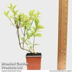 Hydrangea Paniculata 'Magical Moonlight' -Van Meuwen HYDR MAGICM9CM T49364