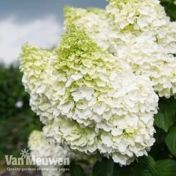 Hydrangea Paniculata 'Magical Moonlight' -Van Meuwen Hyd MagicalMoon VM 2