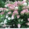 Hydrangea Paniculata 'Vanille Fraise'