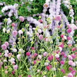Knautia Macedonica 'Melton Pastels' -Van Meuwen KNAU MELTONPAS U49880 NOW1