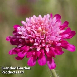 Knautia Macedonica 'Melton Pastels' -Van Meuwen KNAU MELTONPAS W498781
