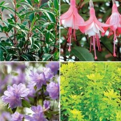 Nurserymans Choice Large Plants (2 Litre)