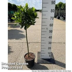 Bay Tree Standard 11 Bay Tree Standard -Van Meuwen LAUR NOBILISTD S52051