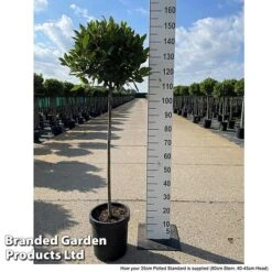 Bay Tree Standard 12 Bay Tree Standard -Van Meuwen LAUR NOBILISTD S52052