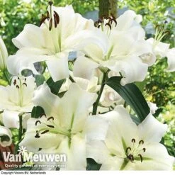 Front Page -Van Meuwen LILY v64093 C