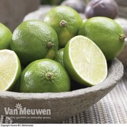 Lime Tree -Van Meuwen LIME V59875 C1