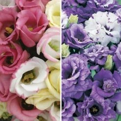 Lisianthus Collection
