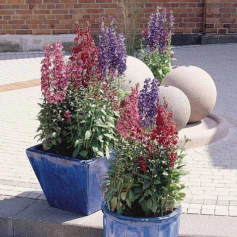 Lobelia X Speciosa 'Fan Mixed' 2 Lobelia X Speciosa 'Fan Mixed' - Image 2