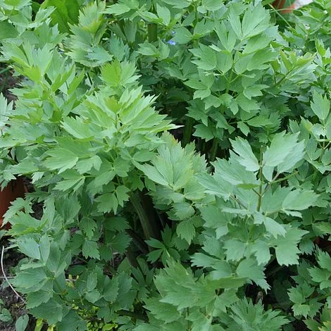 Lovage 1 Lovage