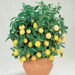Citrus Tree Collection 12 Citrus Tree Collection -Van Meuwen Lemon