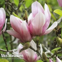 Magnolia 'Red Lucky' -Van Meuwen MAGN V11821 E