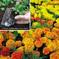 Marigold F1 'Zenith Mixed' -Van Meuwen MARI V52661 A h
