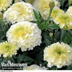 Marigold 'French Vanilla' (Garden Ready) -Van Meuwen MARI V58417 C