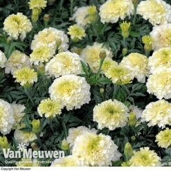 Marigold 'French Vanilla' (Garden Ready) -Van Meuwen MARI V58417 D