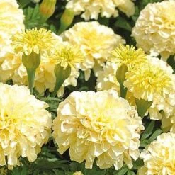 Marigold 'French Vanilla' (Garden Ready) -Van Meuwen MARI V58417 NOW1