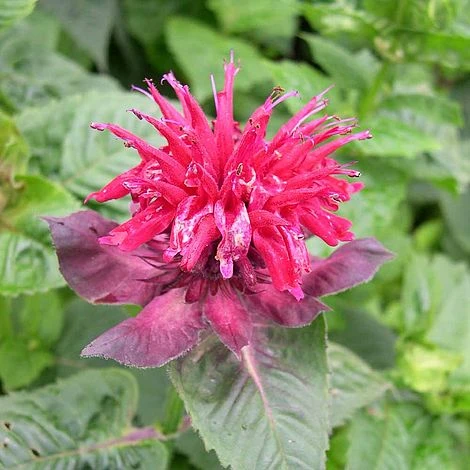 Monarda 'Fireball' 1 Monarda 'Fireball'