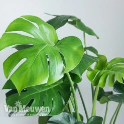 Monstera Deliciosa (House Plant) 12 Monstera Deliciosa (House Plant) -Van Meuwen MONS VKA2925 B