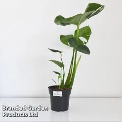 Monstera Deliciosa (House Plant) 13 Monstera Deliciosa (House Plant) -Van Meuwen MONS DELIC17CM T43809