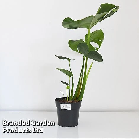 Monstera Deliciosa (House Plant) 4 Monstera Deliciosa (House Plant) - Image 4