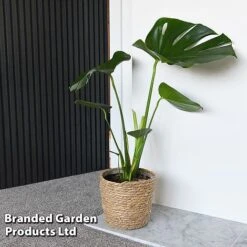 Monstera Deliciosa (House Plant) 14 Monstera Deliciosa (House Plant) -Van Meuwen MONS DELICIOSA T43810