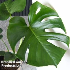 Monstera Deliciosa (House Plant) 15 Monstera Deliciosa (House Plant) -Van Meuwen MONS DELICIOSA T43812