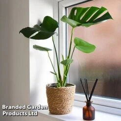 Monstera Deliciosa (House Plant) 16 Monstera Deliciosa (House Plant) -Van Meuwen MONS DELICIOSA T43814