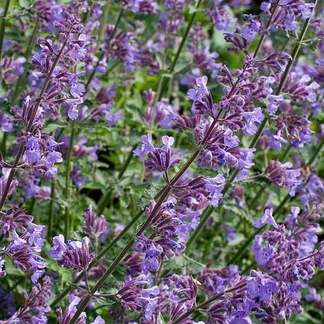 Nepeta Racemosa 2 Nepeta Racemosa - Image 2