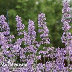 Front Page -Van Meuwen NEPE V65682 B