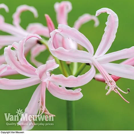 Nerine Bowdenii 'Stefani' 1 Nerine Bowdenii 'Stefani'
