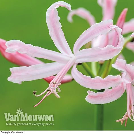 Nerine Bowdenii 'Stefani' 2 Nerine Bowdenii 'Stefani' - Image 2