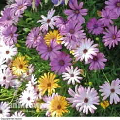 Osteospermum 'Falling Stars'™ -Van Meuwen OSTE 69595V A h